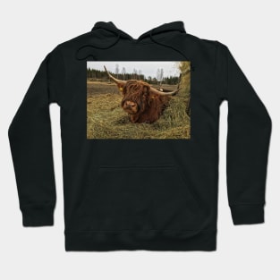 Scottish Highland Cattle Bull 2338 Hoodie